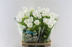 Camp Champion White 70cm