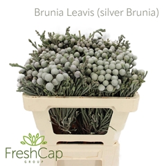 Brun Laevis