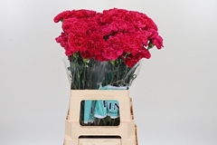 Di St Handel 70cm