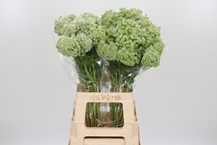 Ammi Vis Casablanca 70cm