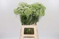 Ammi Visnaga 70cm