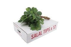 Gaultheria Shall Bs 45cm