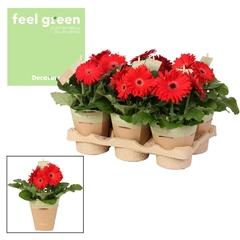 Ger F L Rood 12Ø 20cm