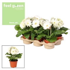 Ger F L Wit 12Ø 20cm