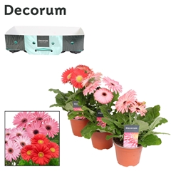 Ger F L Roze 12Ø 22cm