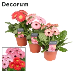 Ger F L Roze 12Ø 22cm