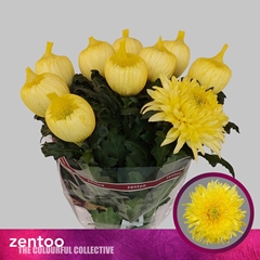 Chr G Magnum Yellow 70cm 100gram