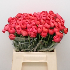 Ran Su Fragolino 40cm 50gram