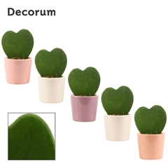 Hoya Kerrii 6Ø 11cm