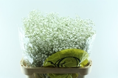 Gyps Pa Xlence 80cm 45gram