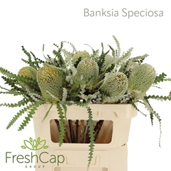 Banksia Speciosa 70cm