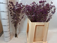Callicarpa Bod Profu 60cm