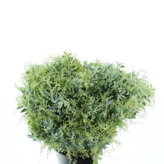 Decogroen Ov Bs 70cm 200gram