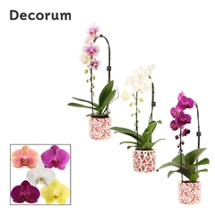 Phal Gem 2 Tak 12Ø 55cm