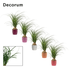 Beaucarnea Recur 12Ø 30cm