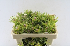 Leucad Lime Green 50cm