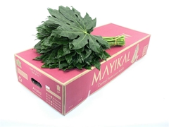 Fatsia Japonica Bs 50cm