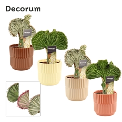 Euphor Su Lactea 12Ø 30cm