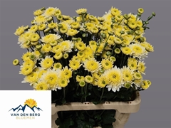 Chr T Blenda White 60cm 40gram