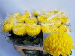 Chr G Rivalry 75cm 125gram