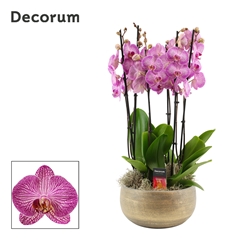 Phal Ov Paars 27Ø 65cm
