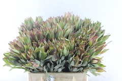 Leucad Other 40cm