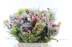 Protea Per Bunch 3 Punt 50cm