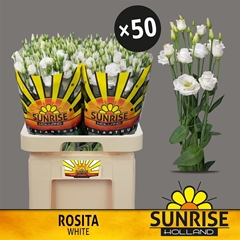 Eust G Rosita White 70cm