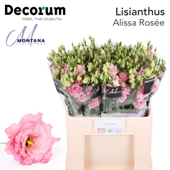 Eust G Alissa Rose Pi 60cm