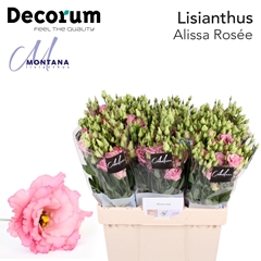 Eust G Alissa Rose Pi 60cm
