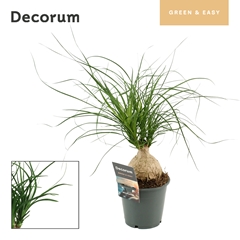 Beaucarnea Recur 12Ø 30cm