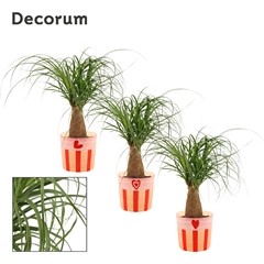 Beaucarnea Recur 12Ø 35cm