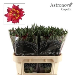 Alstr Astro Capella 70cm 75gram