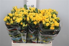 R Tr Yellow Babe 60cm 55+