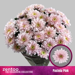 Chr T Pastela Pink 70cm 80gram
