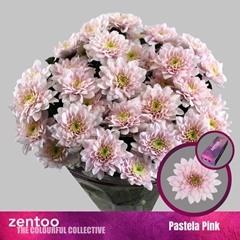 Chr T Pastela Pink 65cm 80gram