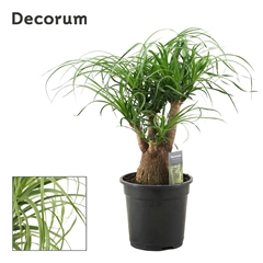 Beaucarnea Recur 21Ø 65cm