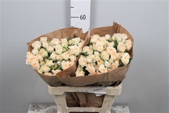 R Tr Other 60cm 55+