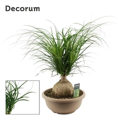 Beaucarnea Recur 30Ø 65cm
