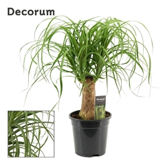 Beaucarnea Recur 17Ø 50cm
