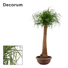 Beaucarnea Recur 35Ø 120cm