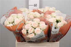 R Tr Sweet Sofie 60cm 55+