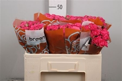 R Tr Lianne 50cm 55+