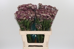 Astr Roma 60cm 33