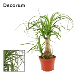 Beaucarnea Recur 9Ø 25cm