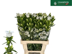 Camp Champion White 70cm