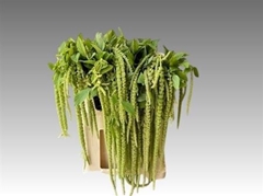 Amar Ca Viridis 70cm