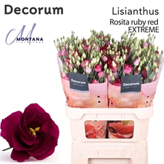 Eust G Rosita Red 90cm