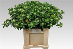 Carth T Zanzibar 55cm