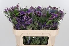 Clematis Amazing Rome 70cm 4